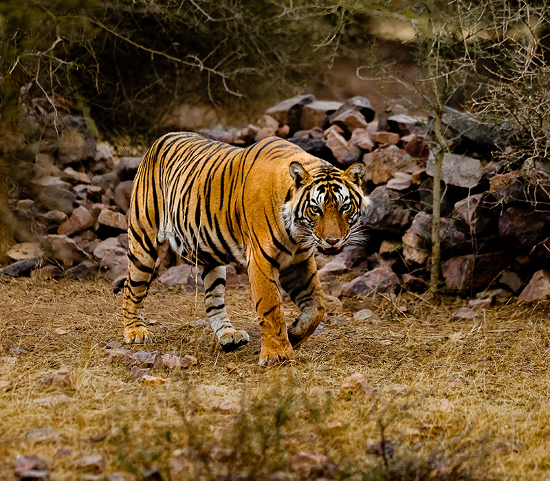 ranthambore