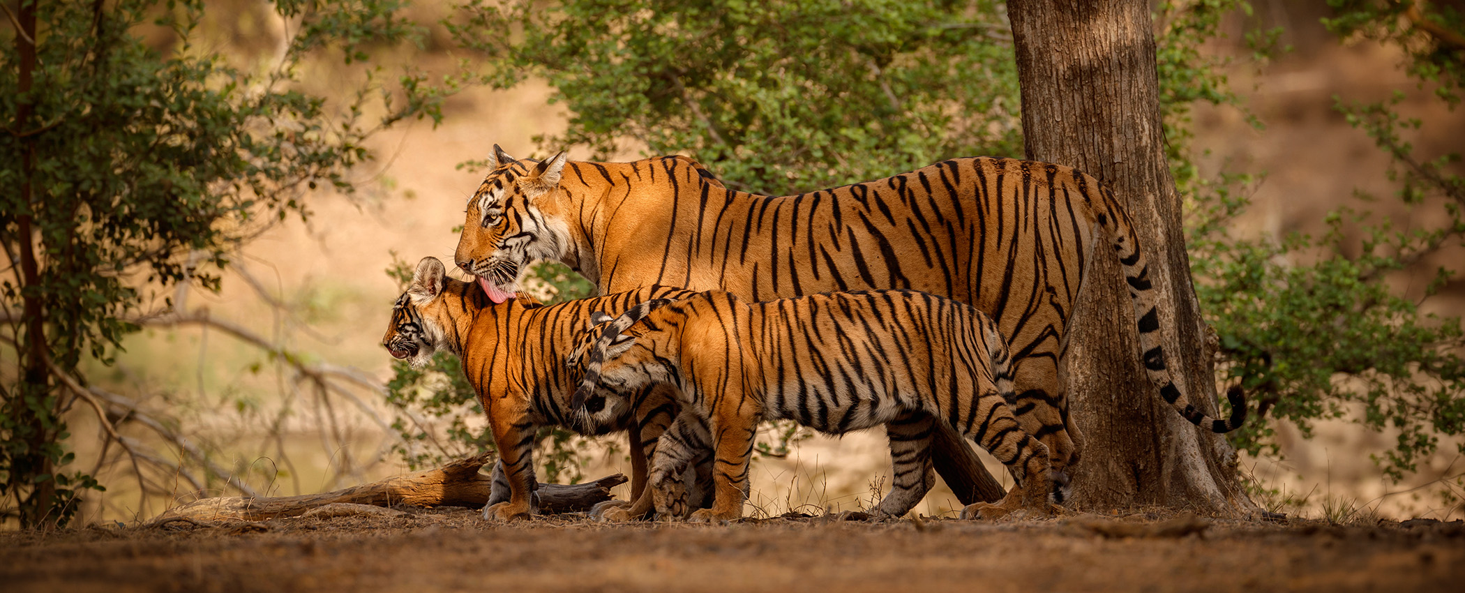 Ranthambore National Park
